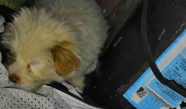 The stray dog is starving and eating the frozen leftovers, and the little guy's working hard to survive