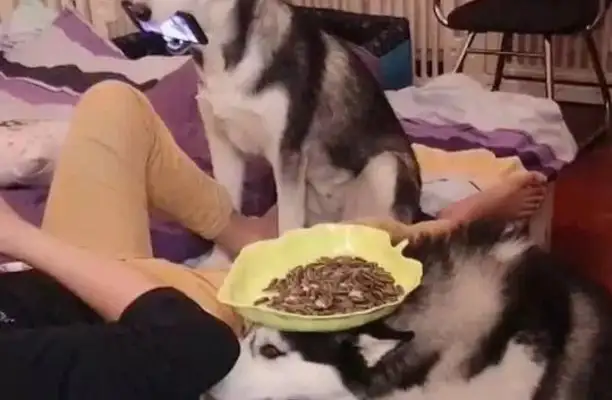 Haski has a little known side. Master: A thousand days for pets, a moment for dogs