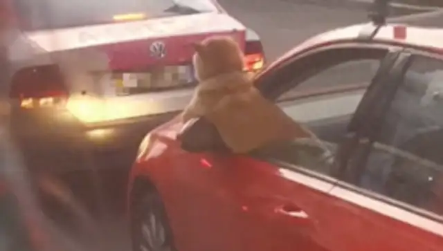 There's a traffic jam in the front. Do you think the dog's looking forward