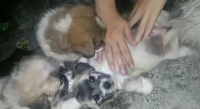 The master is getting married and moving, abandoning his own dog, crying to his neighbor for help