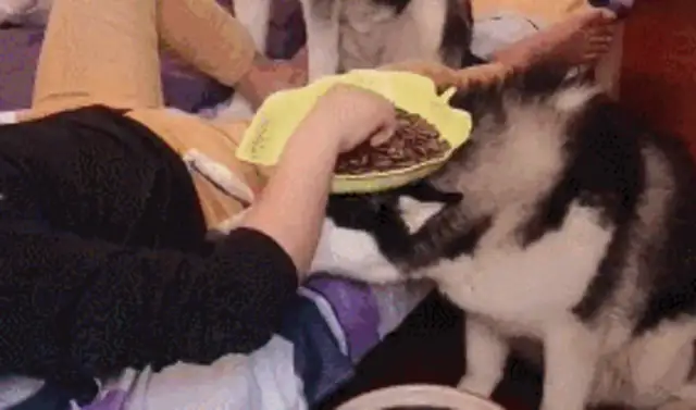 Haski has a little known side. Master: A thousand days for pets, a moment for dogs