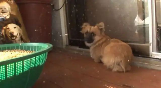 Puppy was born without limbs, couldn't even go to the bathroom