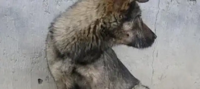 The master is getting married and moving, abandoning his own dog, crying to his neighbor for help