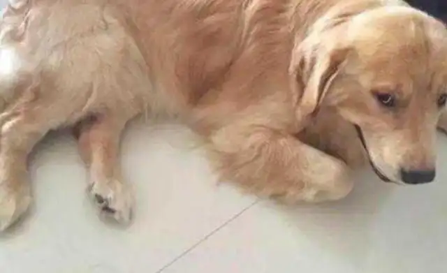 The master buys the dog a new cushion, and when he sees the size, he's cold: the buyer and the merchant. Sue