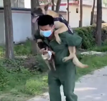 A police dog who sees his master holding a dog in his arms and lies lying on the ground with his back