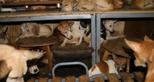 Older couples have been adopting stray dogs for 40 years: 164 dogs in their rooms are in a bad state