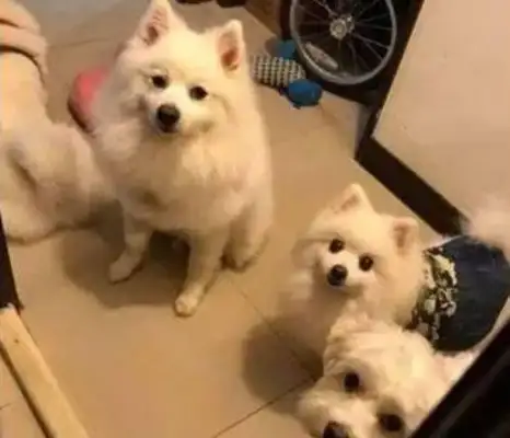 Girls go to a bathroom, dogs come with them. It's funny to know why
