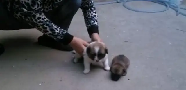 Puppy was born without limbs, couldn't even go to the bathroom