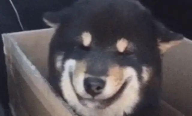 3000 for a pet dog. Friends say it's too expensive