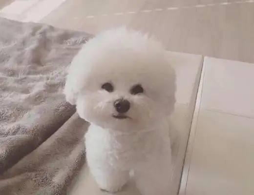 The best five pet dogs in the family