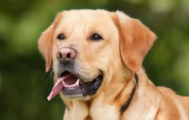 The best five pet dogs in the family