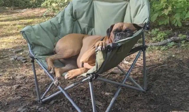 The Internet brought the dog out to play, but he was lying on the table and the chair: Can't he lie flat