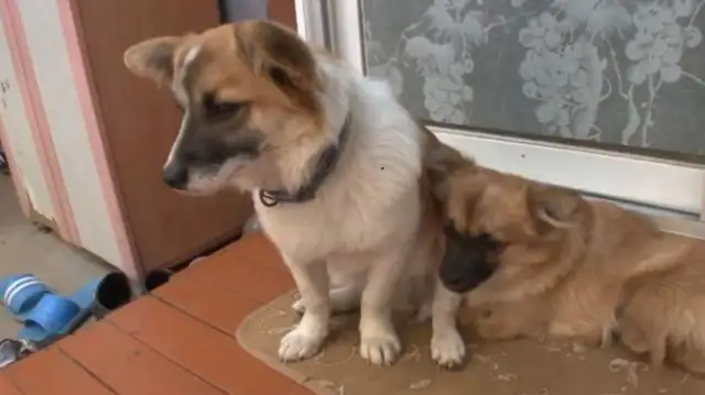 Puppy was born without limbs, couldn't even go to the bathroom