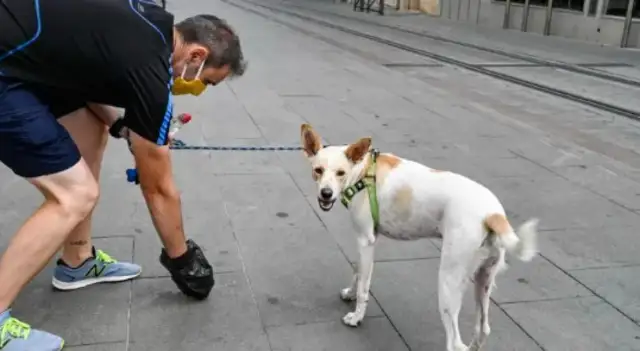 The dog did not pick up the shit and got a ticket six months later