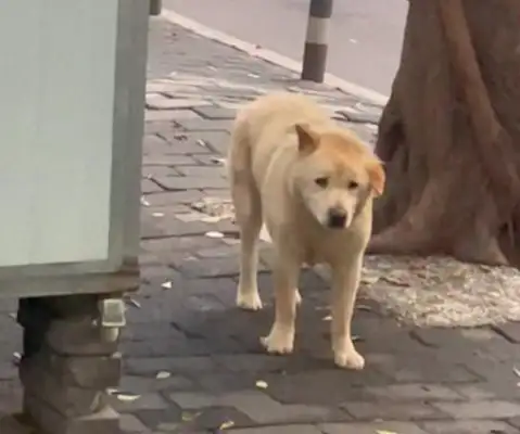 The best five pet dogs in the family