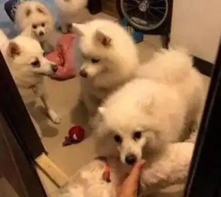 Girls go to a bathroom, dogs come with them. It's funny to know why