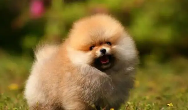 The best five pet dogs in the family