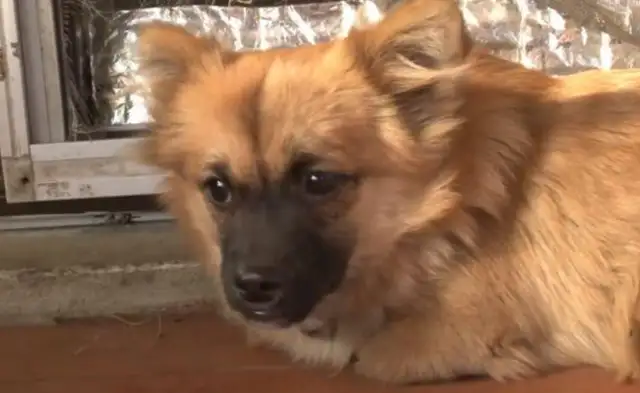 Puppy was born without limbs, couldn't even go to the bathroom