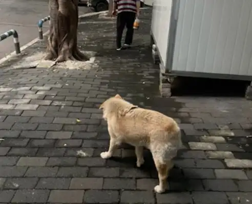 The dog has been waiting for a year for the master in the corner of the road