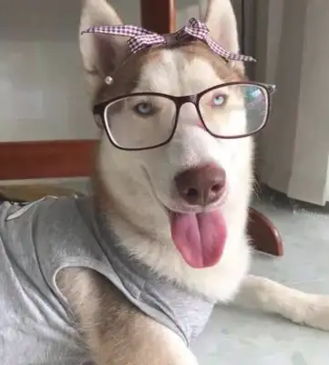 It's normal when you grow up and you're not a dog anymore. Koo! Weird
