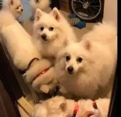 Girls go to a bathroom, dogs come with them. It's funny to know why