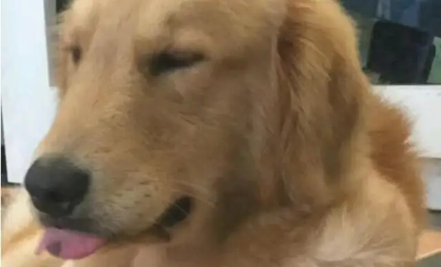 Blondie saw the owner put meat in the fridge. He closed his eyes to imagination