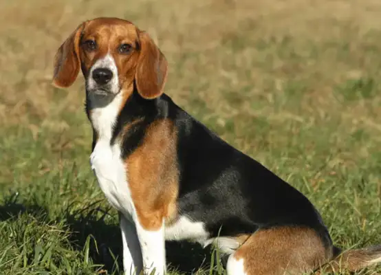 The dog has suffered from a small master. The master can't do anything. He's got phobia