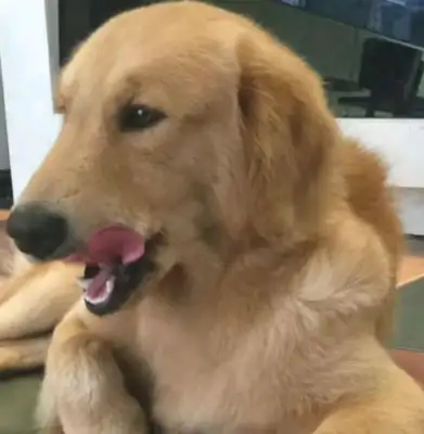 Blondie saw the owner put meat in the fridge. He closed his eyes to imagination