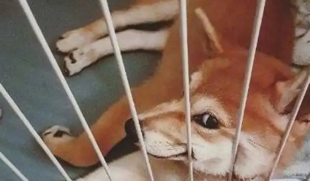 The owner didn't close the toilet, so the dog learned to pee standing