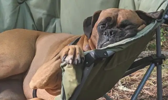 The Internet brought the dog out to play, but he was lying on the table and the chair: Can't he lie flat