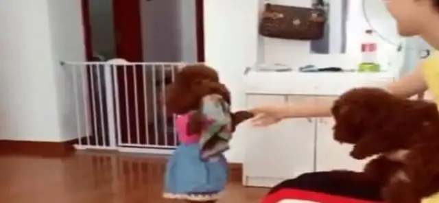 The master washed his feet in the living room. Teddy saw it and did it