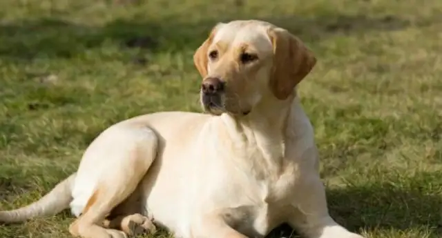 The best dogs, the first IQ is a little low, the last is really good
