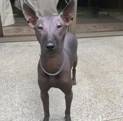 A black, hairless dog, mistakenly considered an art statue