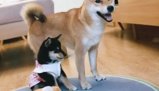 When Chai Dog became his own brother, he took care of his sister and took him with him