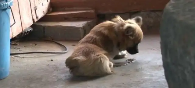 Puppy was born without limbs, couldn't even go to the bathroom