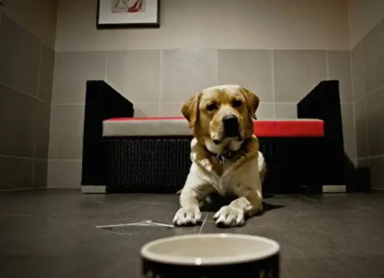 2,000 miles from home, the pet dog returns to his master's arms six months later
