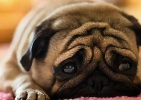 The best dogs, the first IQ is a little low, the last is really good