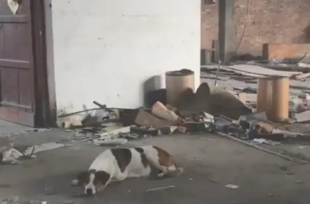 The warehouse moved with crippled pups to secure the waste zone every day and to pick up the garbage