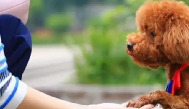 How does Teddy's dog figure out how many masters he's got? First master is important to him