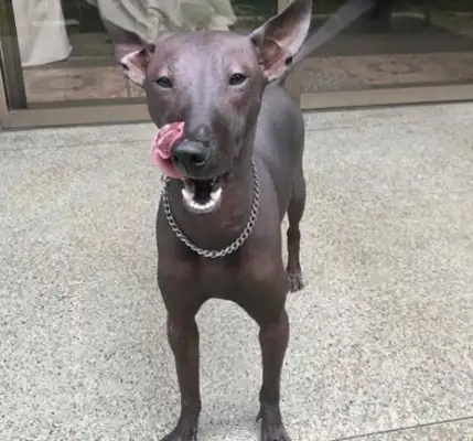 A black, hairless dog, mistakenly considered an art statue