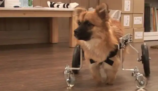 Puppy was born without limbs, couldn't even go to the bathroom