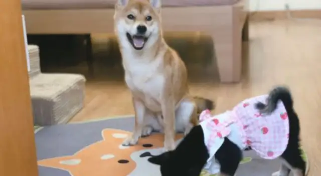 When Chai Dog became his own brother, he took care of his sister and took him with him