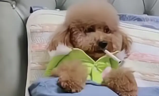 How does Teddy's dog figure out how many masters he's got? First master is important to him