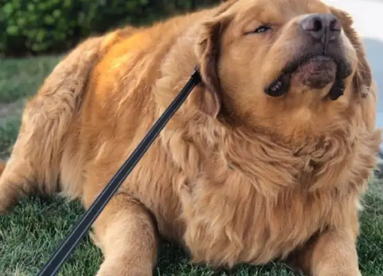 68kg golden hair recovery dog, after a year of lost weight, turns 28kg super hot dog