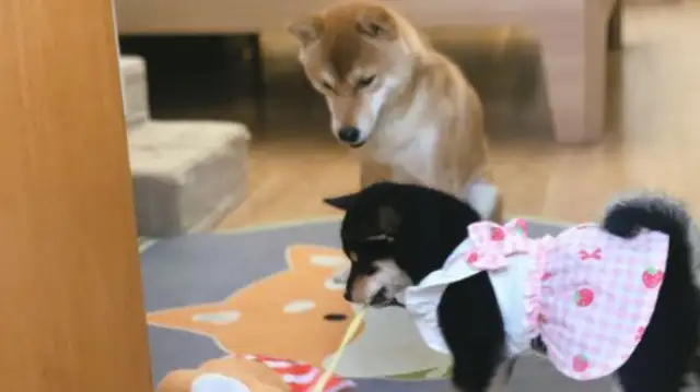 When Chai Dog became his own brother, he took care of his sister and took him with him