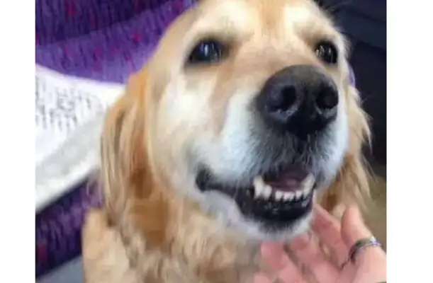 The golden hounds walk around in the trunk and pick up passengers for that funny reason