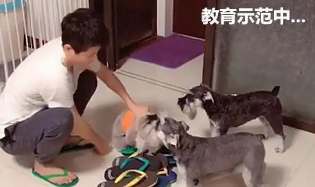 To teach dogs not to bite their slippers, the master used to show them how to scare each other