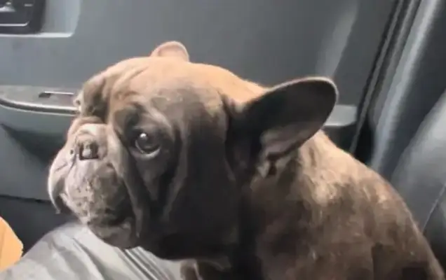 Once again, a bulldog once worth tens of thousands is shaking, and more than a month later, it's hoping again