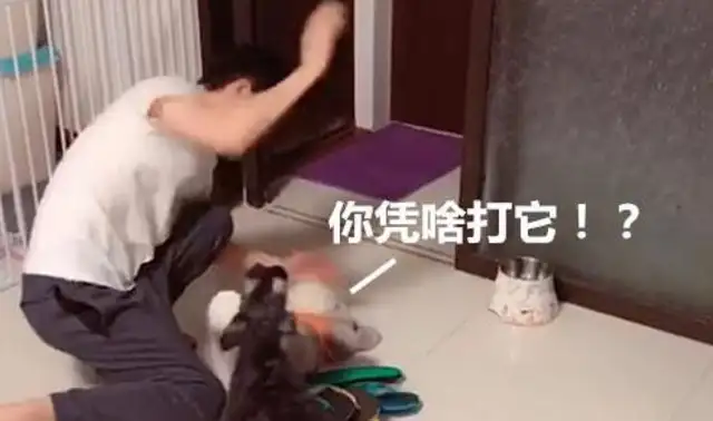 To teach dogs not to bite their slippers, the master used to show them how to scare each other