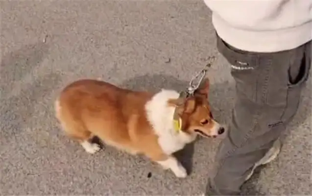$380, Corky sold it to the dog dealer, put the dog in a cage